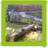 Glasgow tree surgery