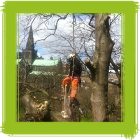 Glasgow tree surgery