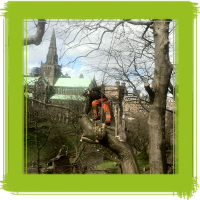 Glasgow tree surgery