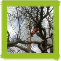 Glasgow tree surgery