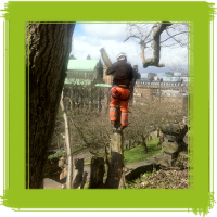 Glasgow tree surgery