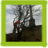 Glasgow tree surgery