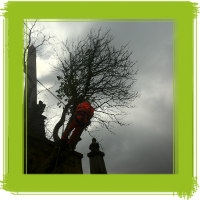 Glasgow tree surgery