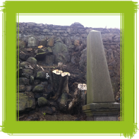 Glasgow tree surgery