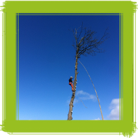 Glasgow tree surgery