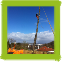 Glasgow tree surgery