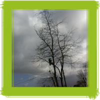 Glasgow tree surgery