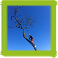 Glasgow tree surgery