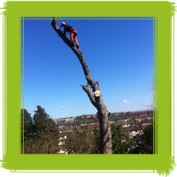 Glasgow tree surgery