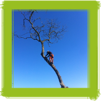Glasgow tree surgery