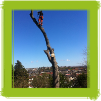 Glasgow tree surgery