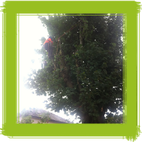 Glasgow tree surgery