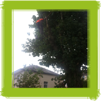 Glasgow tree surgery