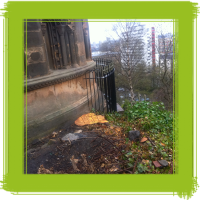 Glasgow tree surgery