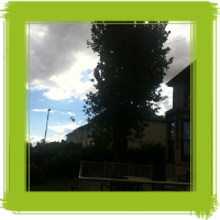 Glasgow tree surgery