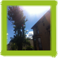 Glasgow tree surgery