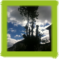 Glasgow tree surgery