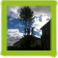 Glasgow tree surgery
