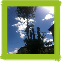 Glasgow tree surgery