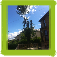 Glasgow tree surgery