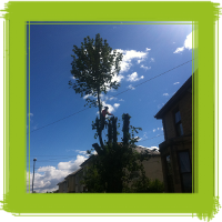 Glasgow tree surgery