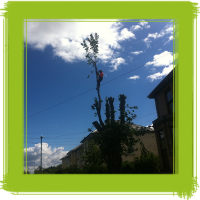Glasgow tree surgery