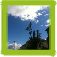 Glasgow tree surgery