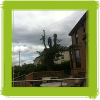 Glasgow tree surgery