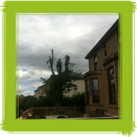 Glasgow tree surgery