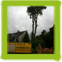 Glasgow tree surgery