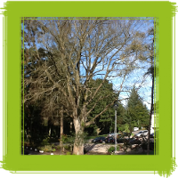 Glasgow tree surgery