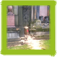 Glasgow tree surgery