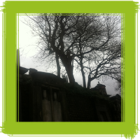 Glasgow tree surgery