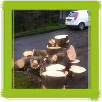 Glasgow tree surgery