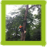 Tree Surgeon Climbing