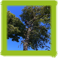 Tree Surgeon Climbing